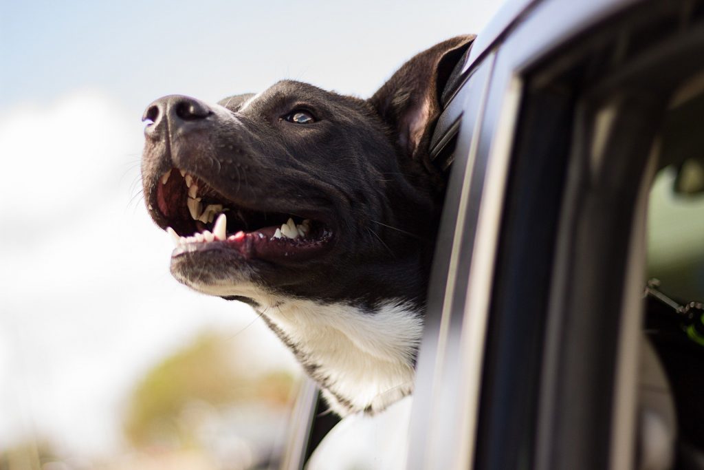 Dog 1149964 1920