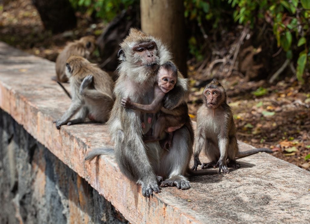 foret-singes-roadtrip-occitanie