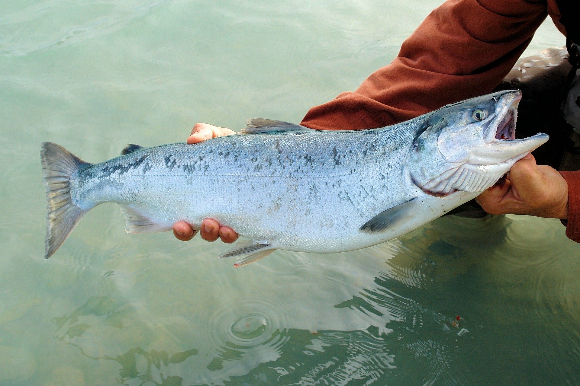 saumon-peche-rivière-eau-douce