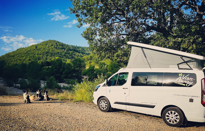 panama avec des chiens en provence