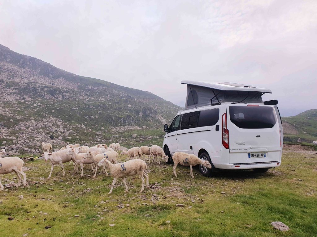 brebis montagne pays basque van