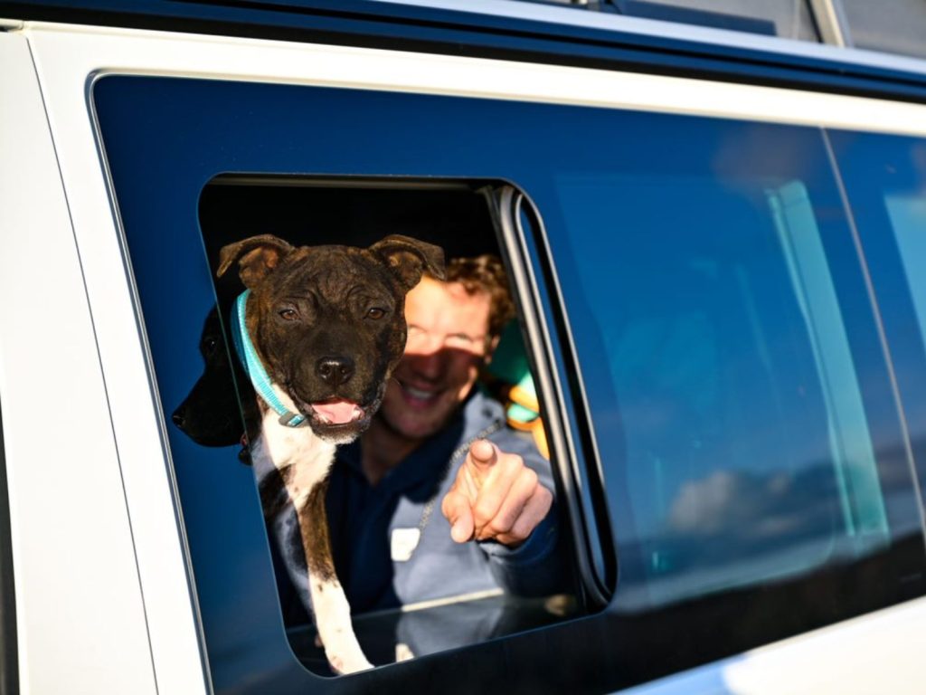voyager avec chien