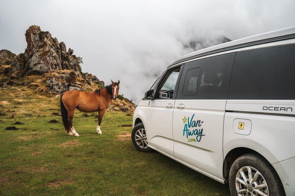 Observez les chevaux en montagne