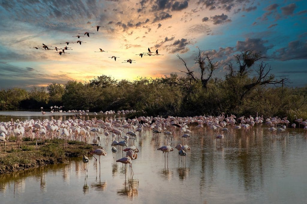 Voyage en van aménagé au cœur de la Camargue