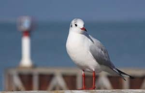 Mouette Ile De Re