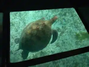 Tortue De Caledonie