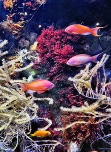 Aquarium Le Croisic Circuit De 6 Jours En Van Et Fourgon Aménagé Au Sud Bretagne