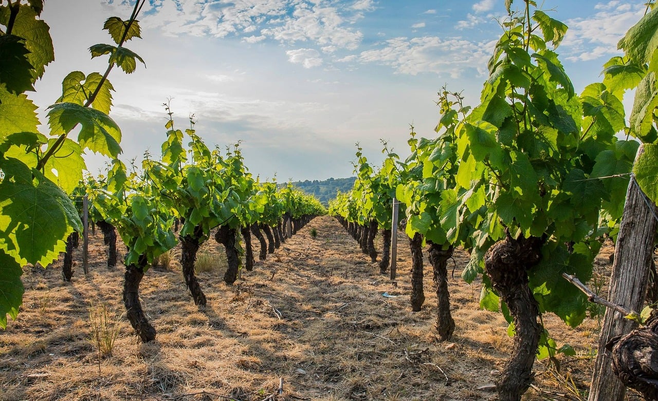 beaujolais en van aménagé