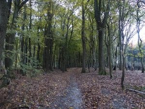 Forêt De Mormal En Van Aménagé Van Away Lille Hauts De France