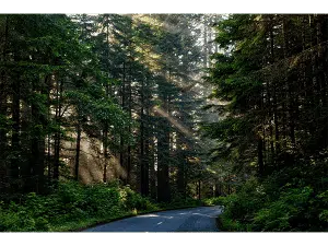 Foret Format Ok