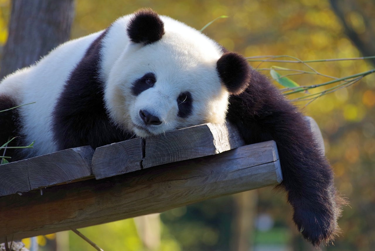 tournée des zoos en van aménagé