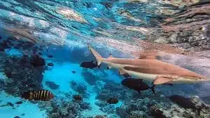 Lagoonarium Moorea Circuit Roadtrip En Van Amenage