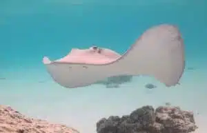 Tiahura Snorkeling Circuit 4 Jours En Van Ou Fourgon Amenage Moorea Polynesie Van Away