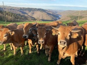 vaches salers en aveyron circuit en van aménagé