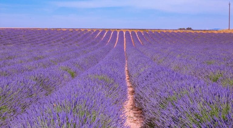 champs de lavande 800x440
