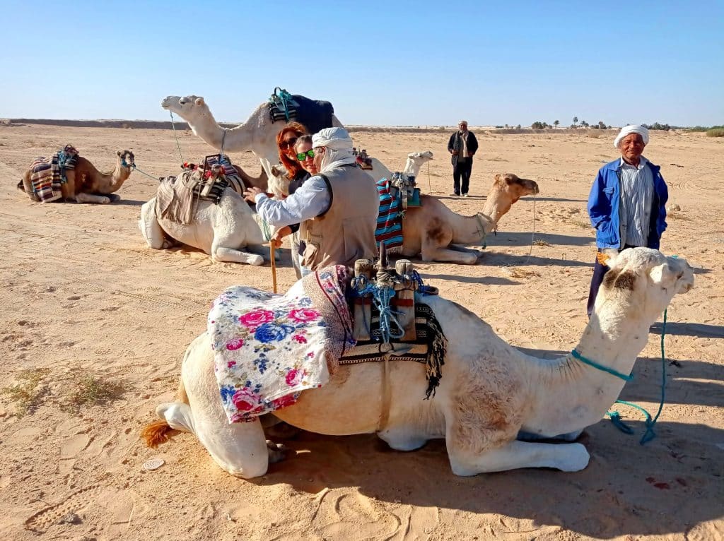 dromadaires repos desert maroc